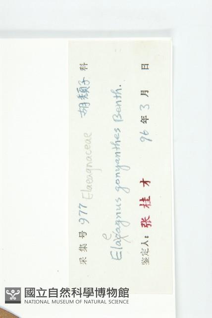 角花胡頹子藏品圖，第3張