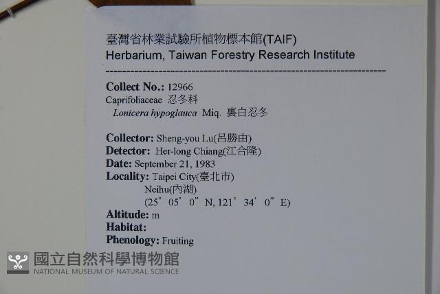 裡白忍冬、紅腺忍冬藏品圖，第2張