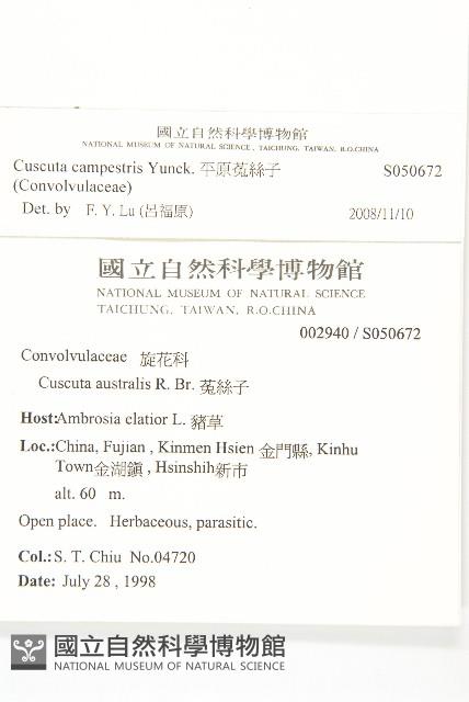 平原菟絲子藏品圖，第2張