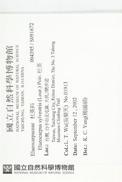 杜英、山杜英、蘭嶼杜英藏品圖，第2張