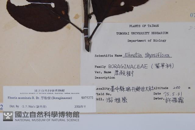 厚殼樹藏品圖，第2張