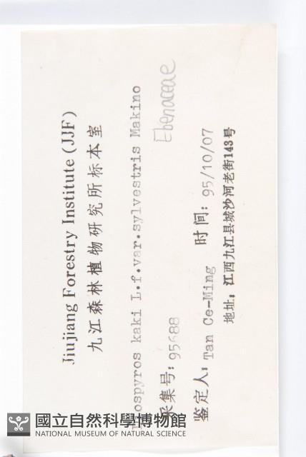 油柿藏品圖，第3張