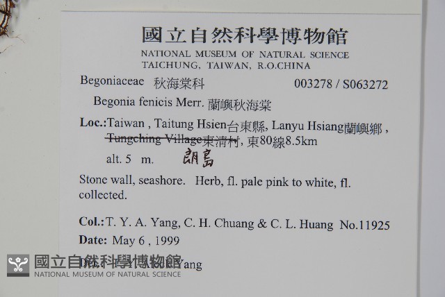 蘭嶼秋海棠藏品圖，第2張