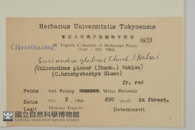 草珊瑚、紅果金粟蘭藏品圖，第2張