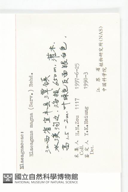 銀果胡頹子藏品圖，第3張