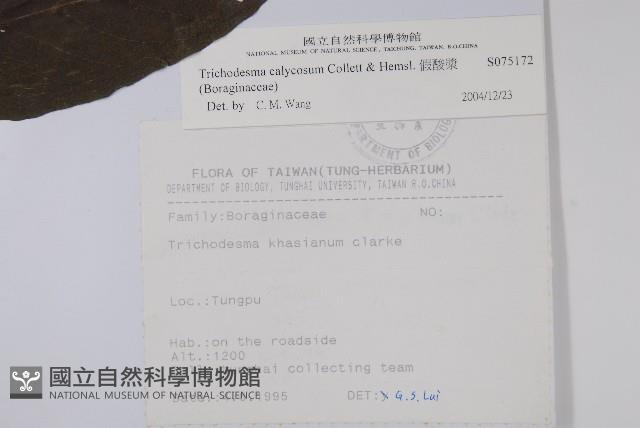 假酸漿藏品圖，第2張