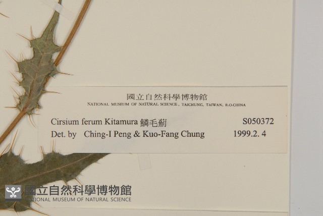 鱗毛薊藏品圖，第3張