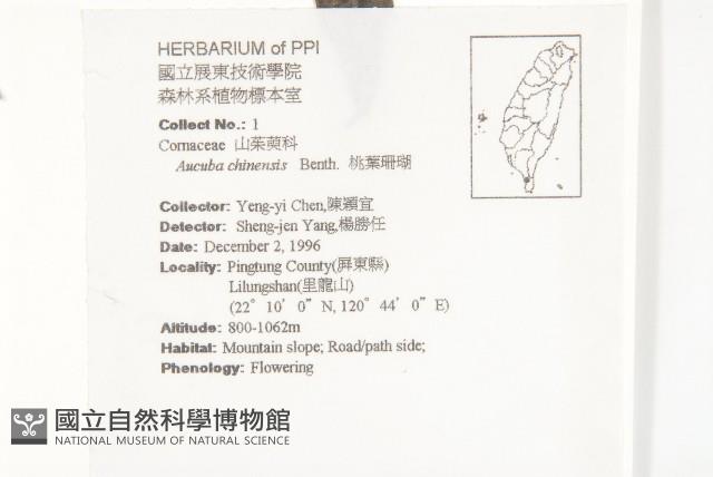 桃葉珊瑚藏品圖，第2張