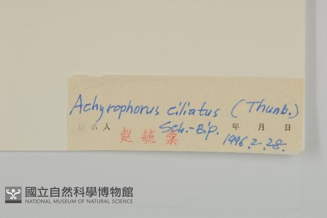 貓兒菊藏品圖，第3張