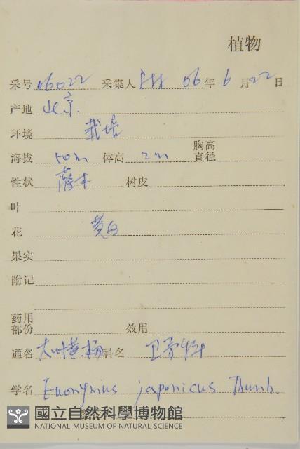 日本衛矛, 大葉黃楊藏品圖，第2張