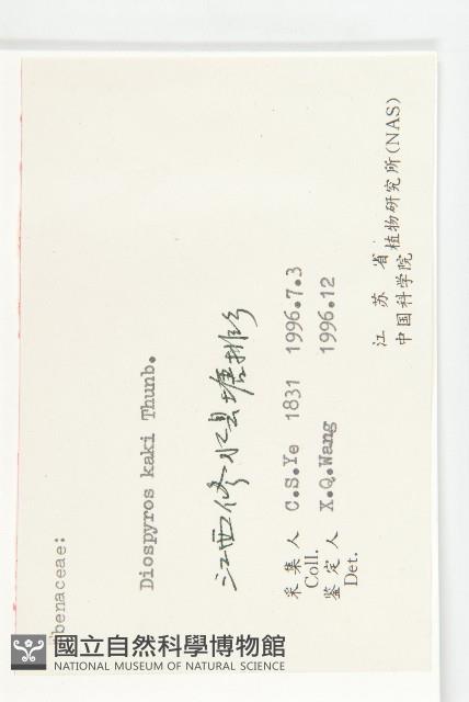 柿、柿仔、紅柿藏品圖，第3張