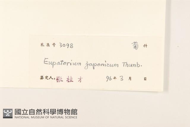 佩蘭、澤蘭藏品圖，第3張