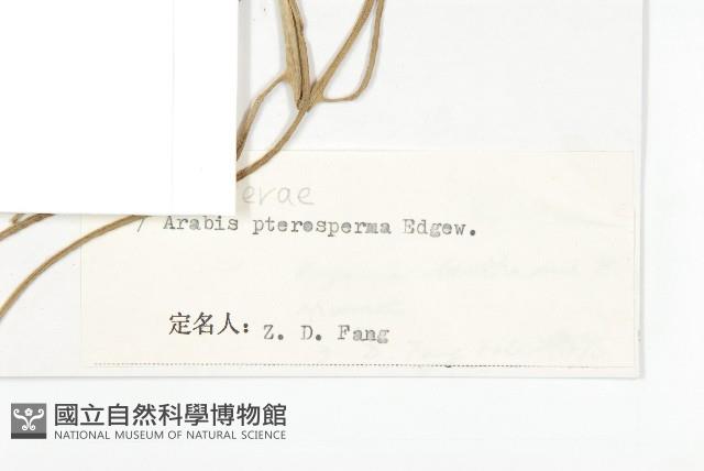 窄翅南芥藏品圖，第3張