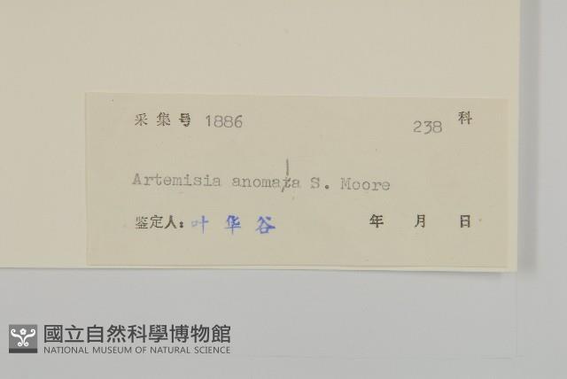 珍珠蒿、奇蒿藏品圖，第3張