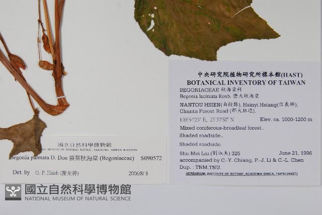 裂葉秋海棠藏品圖，第2張