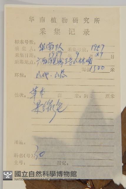 草珊瑚、紅果金粟蘭藏品圖，第2張