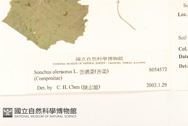 苦滇菜、苦菜藏品圖，第3張