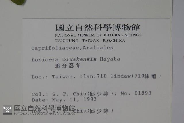 追分忍冬藏品圖，第2張