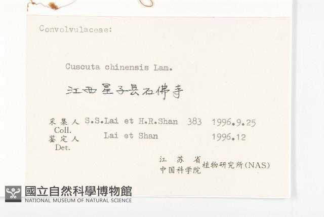 中國菟絲子藏品圖，第3張