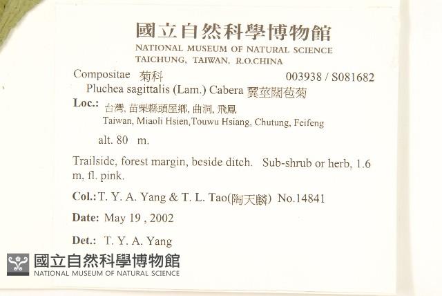 翼莖闊苞菊藏品圖，第3張