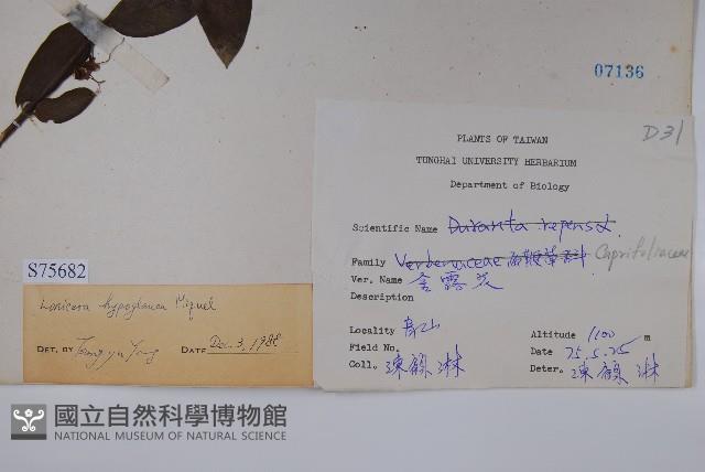 裡白忍冬、紅腺忍冬藏品圖，第2張