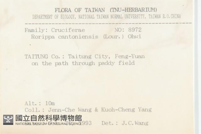 粗糠柴藏品圖，第2張