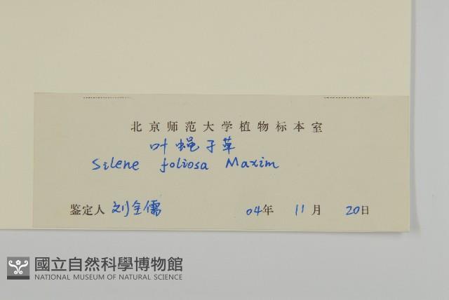 石縫蠅子草藏品圖，第3張