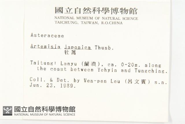 牡蒿藏品圖，第2張