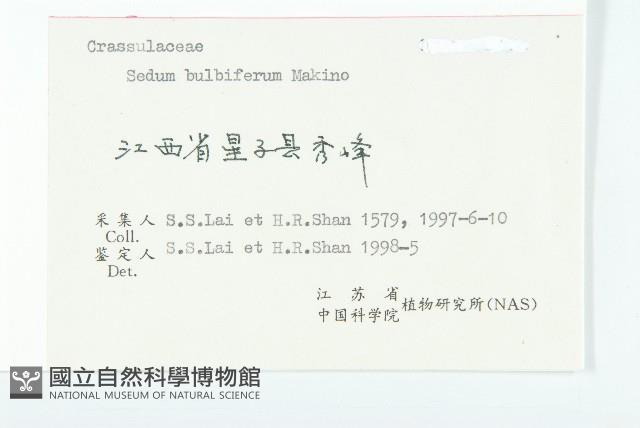 珠芽佛甲草藏品圖，第3張