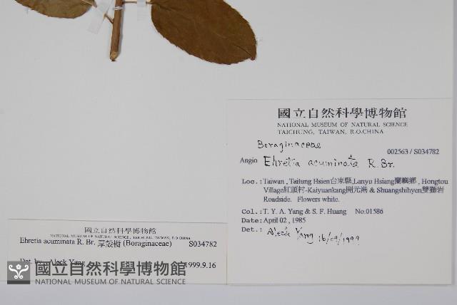 厚殼樹藏品圖，第2張