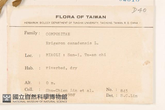 加拿大蓬藏品圖，第2張