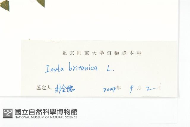 歐亞旋覆花藏品圖，第3張