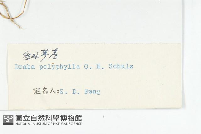 多葉葶藶藏品圖，第3張