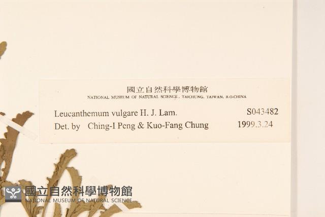 法國菊藏品圖，第3張