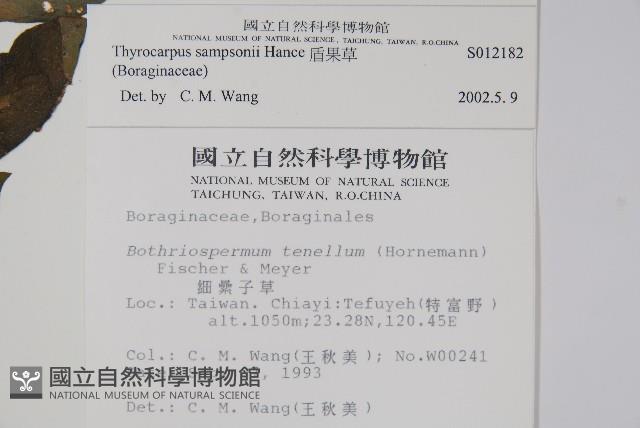 盾果草藏品圖，第2張