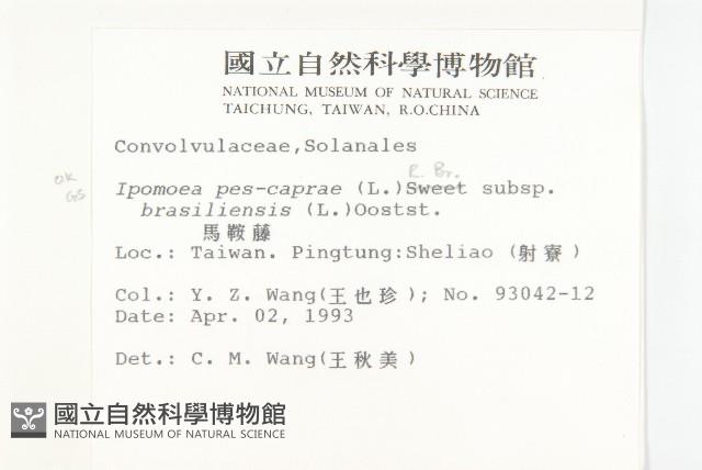 馬鞍藤藏品圖，第2張