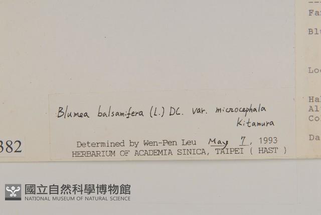 艾納香藏品圖，第3張