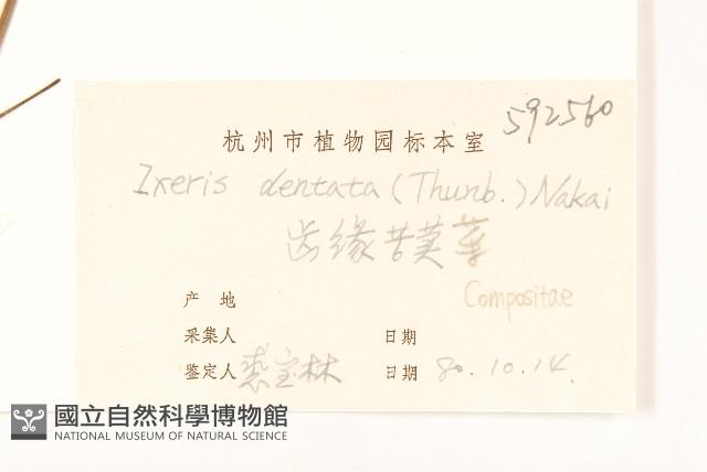 齒緣苦實藏品圖，第3張