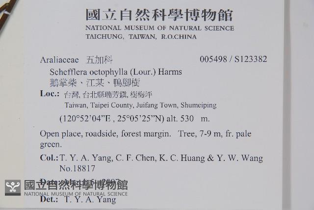 鵝掌柴、江某、鴨腳樹藏品圖，第2張