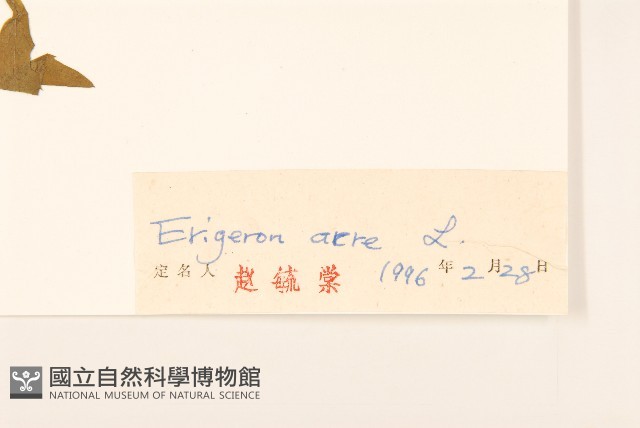 飛蓬藏品圖，第3張