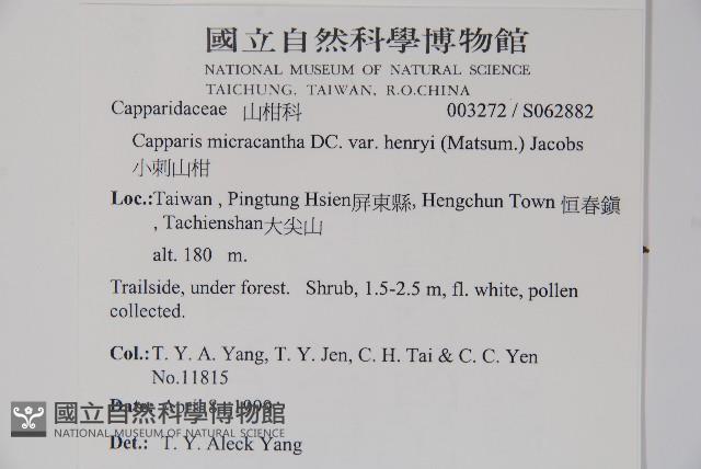 小刺山柑藏品圖，第2張
