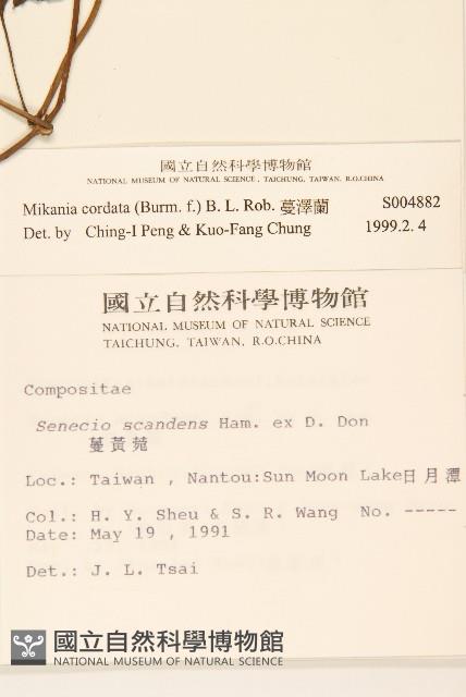 蔓澤蘭藏品圖，第2張