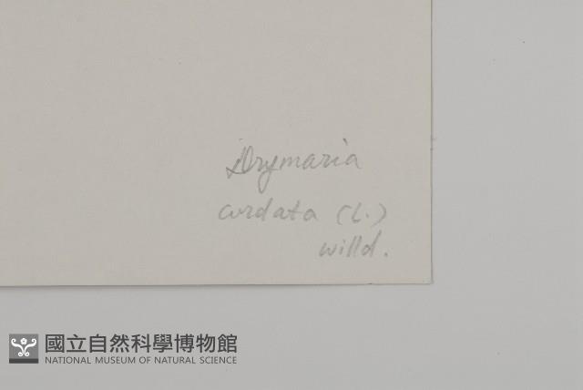 荷蓮豆藏品圖，第3張