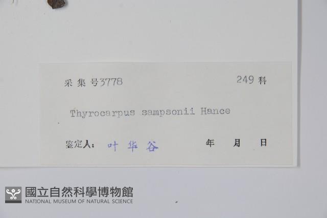 盾果草藏品圖，第2張