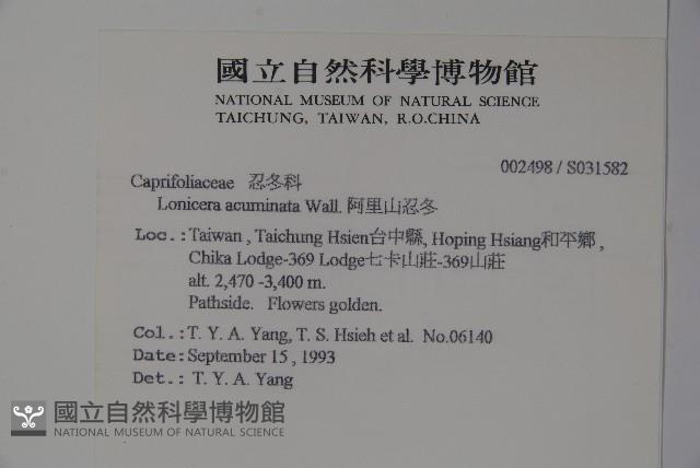 阿里山忍冬、漸尖葉忍冬藏品圖，第2張