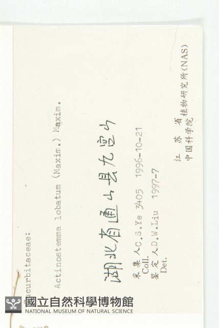 合子草藏品圖，第3張