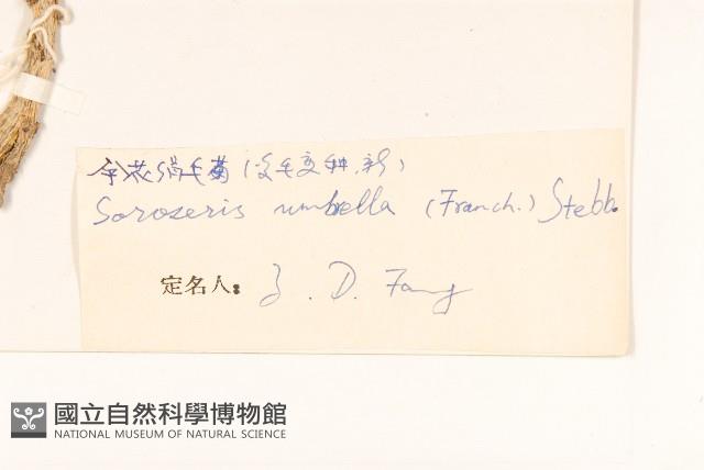 傘花絹毛菊藏品圖，第3張