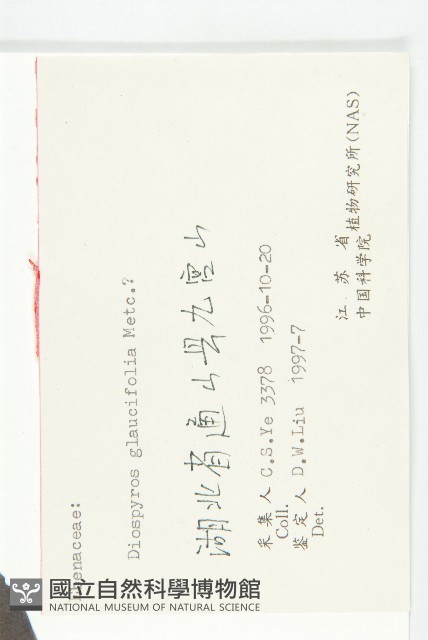 浙江柿藏品圖，第3張