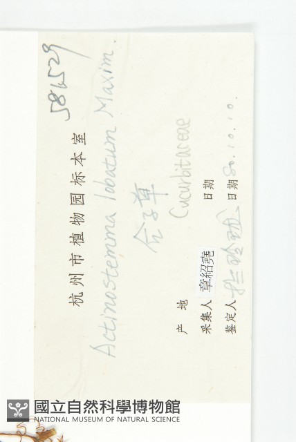 合子草藏品圖，第3張