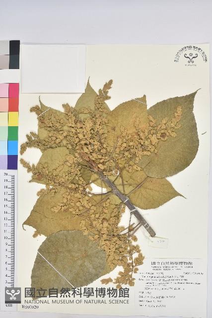 芒果、檬果、檨仔藏品圖，第3張